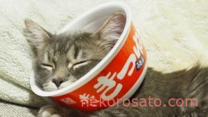 猫のエリザベスカラーはカップ麺容器がおすすめ 手作りカラーで代用です ねこひとぐらし